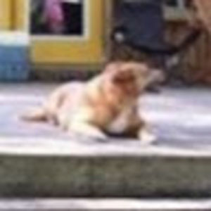 Meet your Posher, Ashton